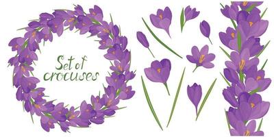 Round frame with beautiful lilac crocuses. vector