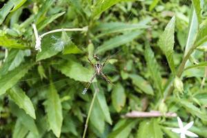 primer plano, de, un, araña, hacer, un, nido foto