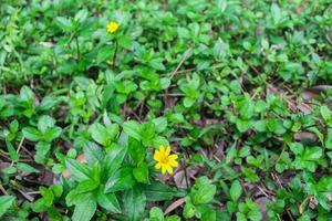 Wild plant with beautiful yellow flowers photo