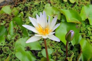 primer plano, de, un, flor de loto blanco, en flor foto