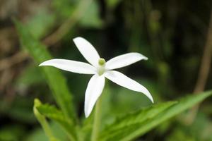 Close-up of kitolod herbal flower photo