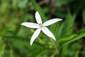 Close-up of kitolod herbal plant flower photo