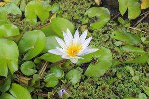 Close-up of a white lotus flower in bloom photo