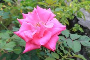 Beautiful pink rose close up photo