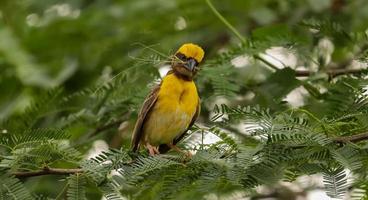 pájaro tejedor sentado en el árbol foto