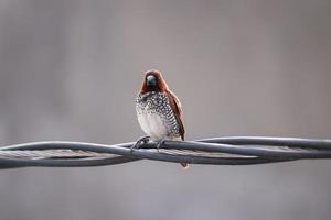 Little Bird sitting on wire photo