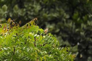 Weaver Bird sitting on the tree photo