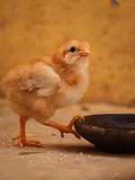 pollito en casa, pollito con familia foto