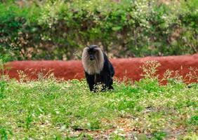 mono sentado en la hierba, en el zoológico, fondo de naturaleza foto