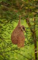 pájaro tejedor sentado en el nido, fondo de naturaleza foto