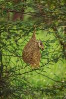 Weaver Bird sitting on the nest , Nature background photo