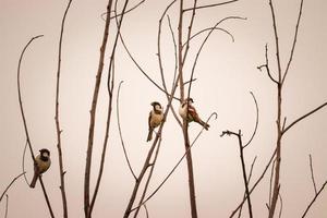 pájaro posado en la rama de un árbol, par de pájaros, fondo de naturaleza foto