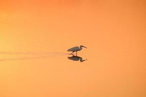 Bird walking in water , Birds flying , Sunset view at lake photo