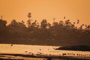 pájaro caminando en el agua, pájaros volando, vista del atardecer en el lago foto