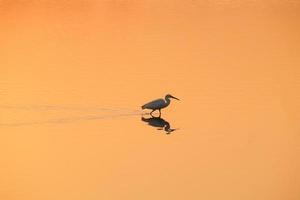 pájaro caminando en el agua, pájaros volando, vista del atardecer en el lago