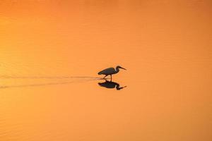 Bird walking in water , Birds flying , Sunset view at lake photo