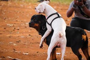 Two dogs are playing in park , Dog at Dogs park , pets lover photo