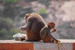 Mono macaco Rhesus, mono sentado en la pared, comiendo plátano foto