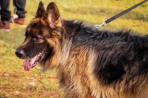 perro mirando a otros perros en el parque, perro en el parque de perros, amante de las mascotas foto