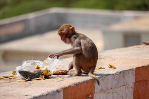 Mono macaco Rhesus, mono sentado en la pared, comiendo plátano foto