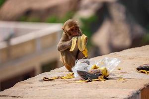 Mono macaco Rhesus, mono sentado en la pared, comiendo plátano foto