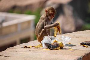 Mono macaco Rhesus, mono sentado en la pared, comiendo plátano