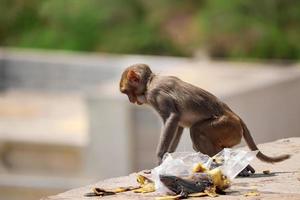 Mono macaco Rhesus, mono sentado en la pared, comiendo plátano