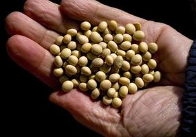 Preparation of DoenJang, traditional Korea food. Detail of soybeans photo