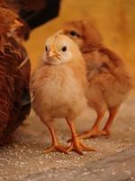 pollito en casa, pollito con familia foto