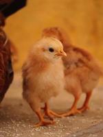 Little Chick at home , Baby Chick with family photo