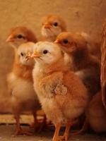 Little Chick at home , Baby Chick with family photo