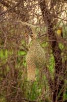 pájaro tejedor sentado en el nido, fondo de naturaleza foto