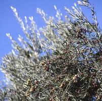 Branches of olive trees in Toledo, Castilla La Mancha, Spain photo