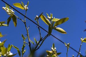 Orange flowers soon fruit, in a garden terrace Madrid Spain photo