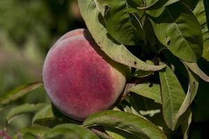 Peaches in the province of Aragon, Spain