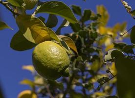 Lemons in the garden of the terrace in Madrid, Spain photo