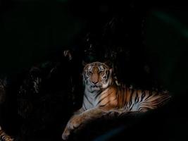 Tigre de Bengala acostado sobre una roca en la noche oscura foto
