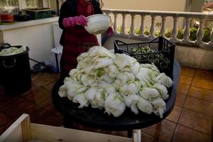 preparación de un plato coreano, el kimchi. limpieza de la verdura foto