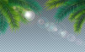 vector ilustración de verano con hojas de palmeras tropicales sobre fondo transparente. Plantas exóticas y luz solar para banner de vacaciones.