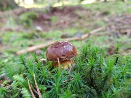 Mushrooms from the ground of a forest photo