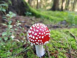 Mushrooms from the ground of a forest photo