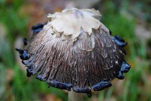 coprinus comatus mushroom photo