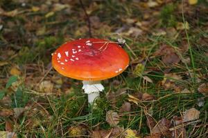 Mushrooms from the ground of a forest photo