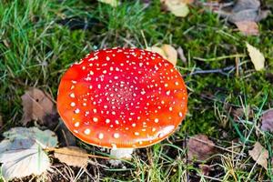 Mushrooms from the ground of a forest photo