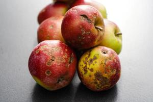 apples with apple scab disease photo