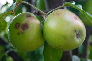 apples with apple scab disease photo