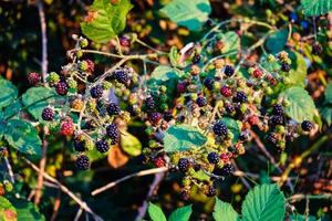 Rubus Blackberry wild forest fruits photo