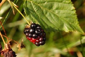 rubus zarzamora frutos silvestres del bosque foto