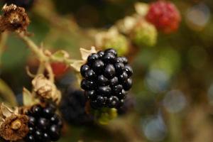 rubus zarzamora frutos silvestres del bosque foto