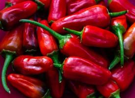 Red Chili Pepper spicy vegetable photo